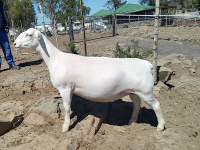 LOT 44 1X DORPER STUD OOI/EWE PIETER STOFBERG