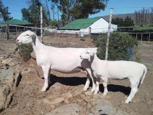 LOT 6 1+1X WHITE DORPER T5 OOI/EWE TROMP CILLIERS