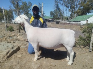 LOT 9 1X WHITE DORPER STUD OOI/EWE TROMP CILLIERS