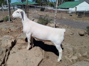 LOT 10 1X WHITE DORPER T5 OOI/EWE TROMP CILLIERS