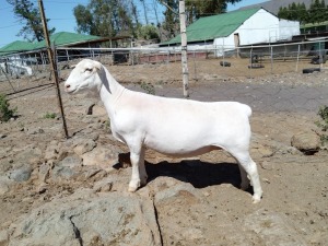 LOT 76 1X WHITE DORPER PREGNANT FLOCK OOI/EWE TROMP CILLIERS