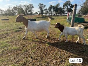 1+1X BOER GOAT FLOCK DOE SUZANNE VAN DYK BOERBOKSTOET