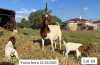 1+2X BOER GOAT FLOCK DOE SUZANNE VAN DYK BOERBOKSTOET - 4