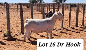 LOT 16 1X WHITE DORPER T5 RAM TONY CAHI WIT DORPERS