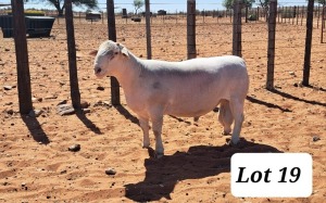 LOT 19 1X WHITE DORPER T5 RAM TONY CAHI WIT DORPERS