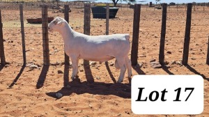 LOT 17 1X WHITE DORPER T5 RAM TONY CAHI WIT DORPERS