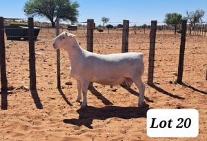 LOT 20 1X WHITE DORPER T5 RAM TONY CAHI WIT DORPERS