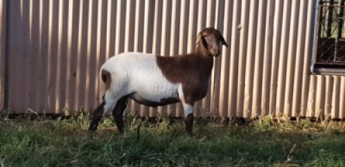 1X OOI/EWE B3 Genetics - Charles Freeme - 074 207 0007