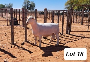 LOT 18 1X WHITE DORPER STUD RAM TONY CAHI WIT DORPERS