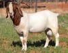 1X BOER GOAT FLOCK BUCK ESP BOER GOAT STUD - 2