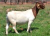 1X BOER GOAT DOE ESP BOER GOAT STUD - 2