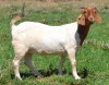 WITHDRAWN - 1X BOER GOAT DOE ESP BOER GOAT STUD - 2