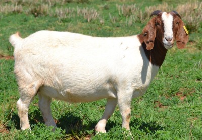 1X BOER GOAT PREGNANT STUD STUD DOE ESP BOER GOAT STUD