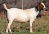 1X BOER GOAT FLOCK DOE ESP BOER GOAT STUD - 2