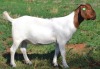 1X BOER GOAT FLOCK DOE ESP BOER GOAT STUD - 2