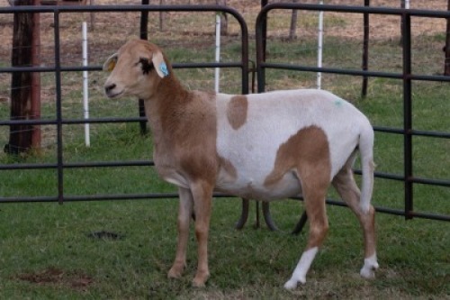 1X OOI/EWE B3 Genetics - Charles Freeme - 074 207 0007