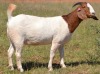 WITHDRAWN - 1X BOER GOAT DOE ESP BOER GOAT STUD - 2