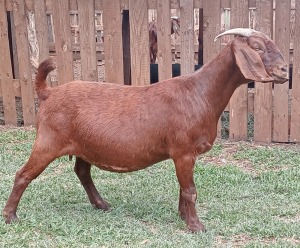 1X KALAHARI RED PREGNANT FLOCK DOE CW DREYER KALAHARI REDS