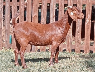 1X KALAHARI RED FLOCK DOE CW DREYER KALAHARI REDS