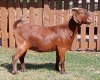 1X KALAHARI RED FLOCK DOE CW DREYER KALAHARI REDS