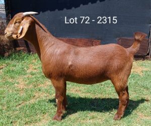 1X KALAHARI RED FLOCK DOE E & C BOERDERY