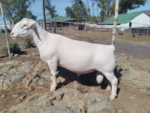 LOT 63 1X WHITE DORPER FLOCK RAM TROMP CILLIERS