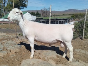 LOT 62 1X WHITE DORPER STUD RAM TROMP CILLIERS