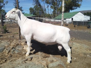 LOT 64 1X WHITE DORPER FLOCK RAM TROMP CILLIERS