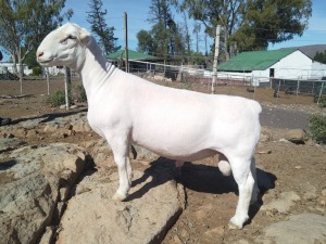 LOT 61 1X WHITE DORPER T5 RAM TROMP CILLIERS