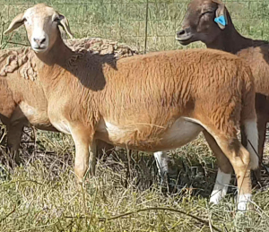 1X OOI/EWE B3 Genetics - Charles Freeme - 074 207 0007