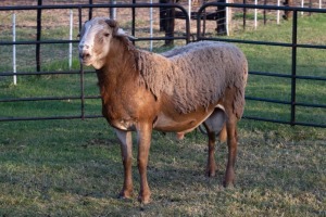 1X RAM B3 Genetics - Charles Freeme - 074 207 0007