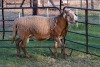 1X RAM B3 Genetics - Charles Freeme - 074 207 0007 - 4