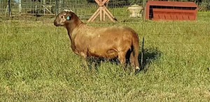 1X RAM B3 Genetics - Charles Freeme - 074 207 0007