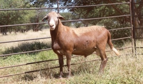 1X RAM Thaba Meatmasters - Chris Barkhuizen - 076 8506726