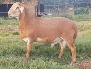 1X RAM B3 Genetics - Charles Freeme - 074 207 0007