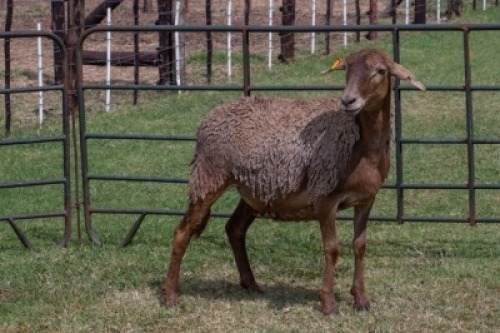 1X OOI/EWE B3 Genetics - Charles Freeme - 074 207 0007