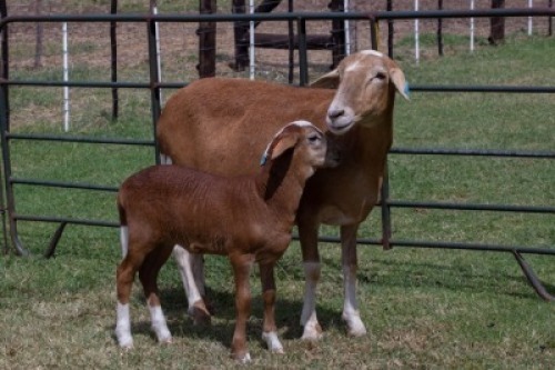 1X OOI met lam/EWE with lamb B3 Genetics - Charles Freeme - 074 207 0007