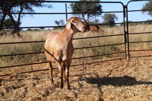 1X OOI/EWE Thaba Meatmasters - Chris Barkhuizen - 076 8506726 (Highest Bidder may choose A, B or C of Lot round or take all - Pay per piece. Choice once per Lot round, Rest to take all)