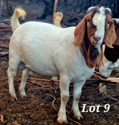 WITHDRAWN - 1X BOER GOAT BUCK CJ BOERBOKSTOET