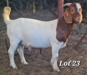 WITHDRAWN - 1X BOER GOAT BUCK CJ BOERBOKSTOET