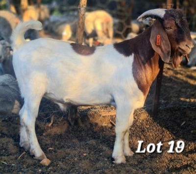 WITHDRAWN - 1X BOER GOAT BUCK CJ BOERBOKSTOET