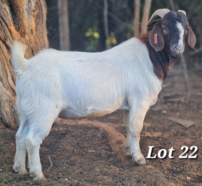 WITHDRAWN - 1X BOER GOAT BUCK CJ BOERBOKSTOET