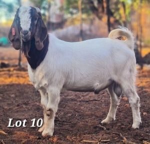 WITHDRAWN - 1X BOER GOAT BUCK CJ BOERBOKSTOET