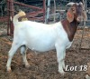 WITHDRAWN - 1X BOER GOAT BUCK CJ BOERBOKSTOET