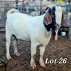 WITHDRAWN - 1X BOER GOAT BUCK CJ BOERBOKSTOET