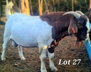 WITHDRAWN - 1X BOER GOAT BUCK CJ BOERBOKSTOET