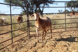 1X OOI/EWE Thaba Meatmasters - Chris Barkhuizen - 076 8506726