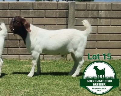 1X BOER GOAT FLOCK BUCK MCKAY BOERBOK STUD