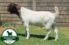 1X BOER GOAT FLOCK BUCK MCKAY BOERBOK STUD - 2