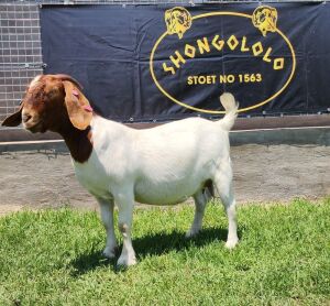 1X BOER GOAT PREGNANT FLOCK DOE SHONGOLOLO BOERBOKSTOET